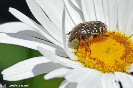 Un petit scarabée dévoreur de fleurs de Rosacées... Cétoine hirsute • Oxythyrea funesta