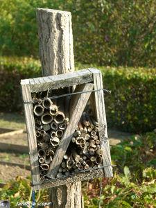 Une petite guêpe chasseuse de pucerons ! gite_pour_pemphredons