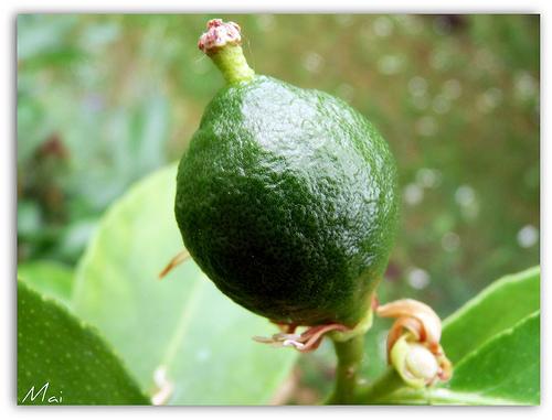 Jeune Citron