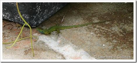 Lézard vert Lézard vert