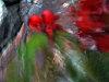 Acheter photo d'un Chaenomeles japonica - 1048