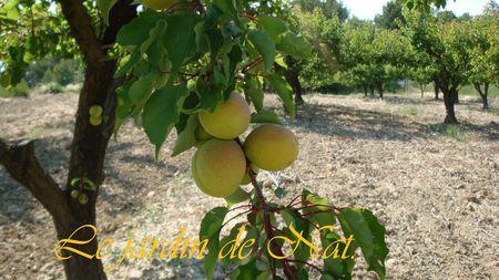 Poivrons au chèvre frais et boulgour. 024