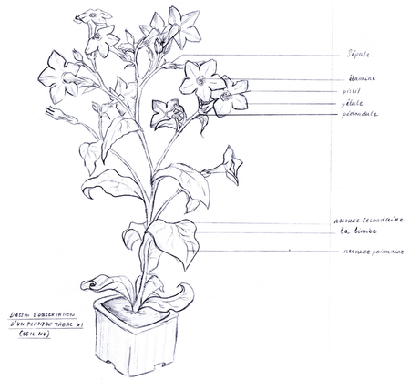Révision des épreuves anticipées du Bac en cours... plantdetabac