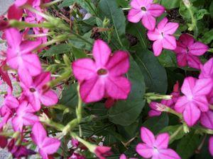 Révision des épreuves anticipées du Bac en cours... 20080727_151210