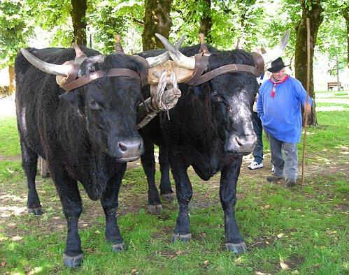 Salers la fête de l'été et du casse croûte avec ses fameuses vaches rouges et noires