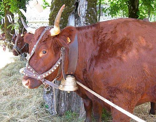 Salers la fête de l'été et du casse croûte avec ses fameuses vaches rouges et noires