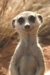 La Famille Suricate, à voir absolument! La Famille Suricate, à voir absolument!