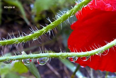 Les photos du jour: 22 juin 2009 22609coquelicot.1245669718.jpg