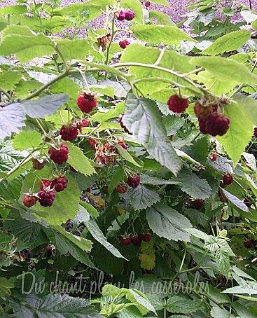 Clafoutis aux cerises... du jardin ! Clafoutis aux cerises... du jardin !