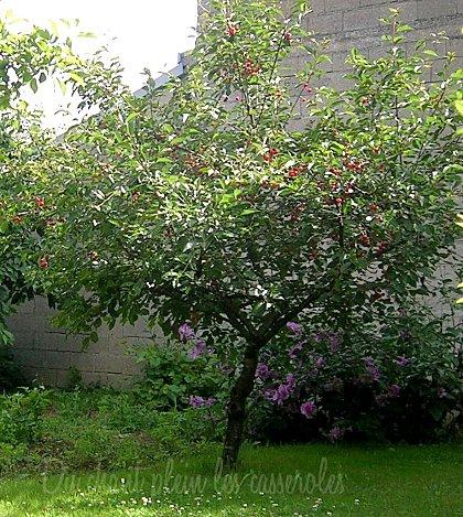Clafoutis aux cerises... du jardin ! Clafoutis aux cerises... du jardin !