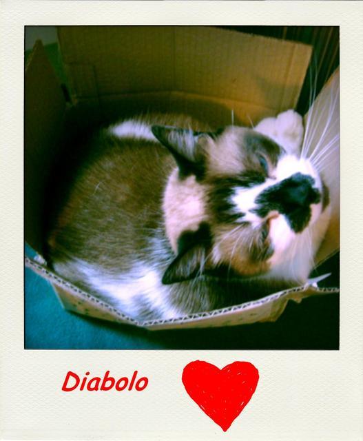 Diabolo my love! Diabolo my love!