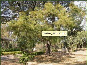 Un arbre de Neem