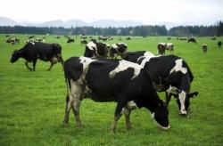 vaches