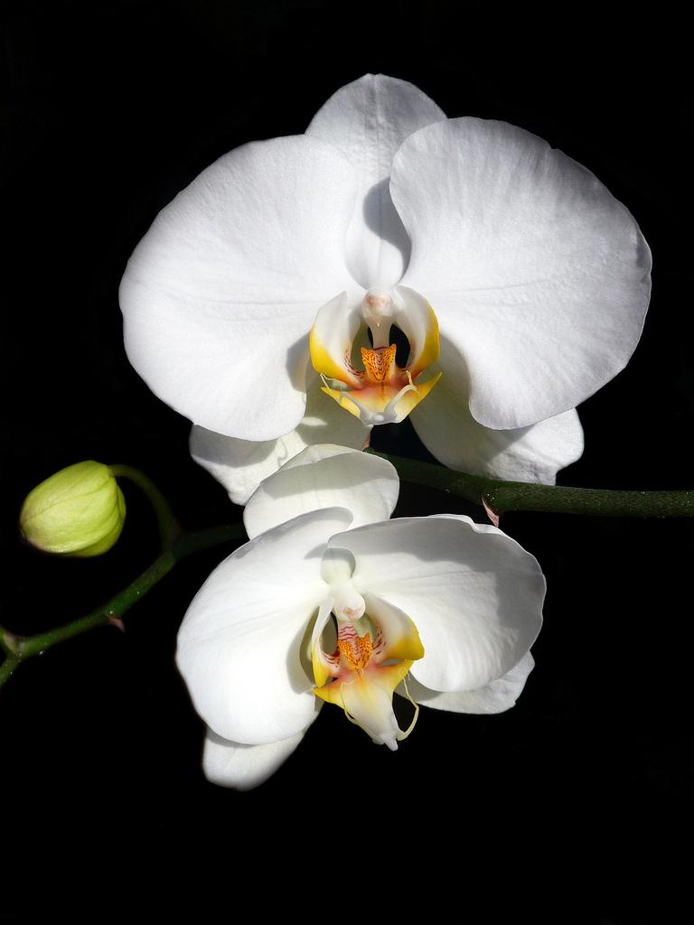 Orchidée (121)