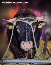 Ferdinand 3 Ferdinand 3