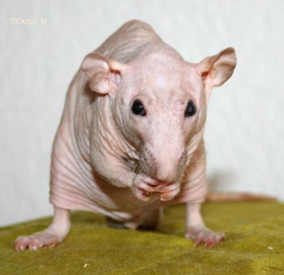 Athos rat mâle nu rex dumbo mink de 26 mois
