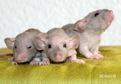 Ratons femelles dumbo mink et double rex