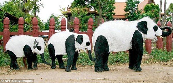 Éléphants - pandas