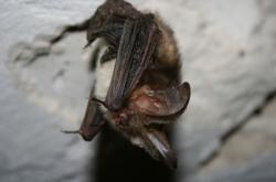 Les chauves-souris menacées par les réverbères chauve souris