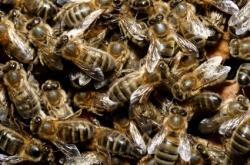 Des scientifiques mesurent l’impact des cultures sur les abeilles européennes abeilles