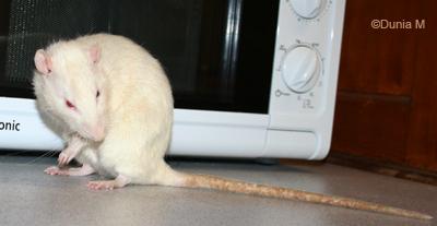 Rat mâle de 21 mois