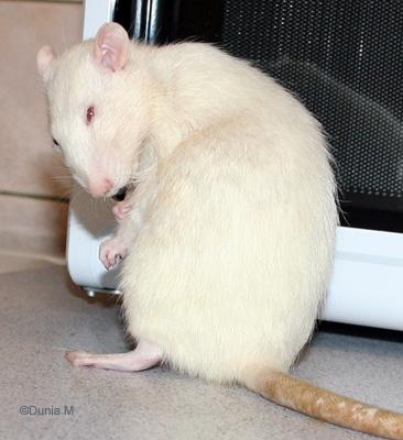 Rat mâle de 21 mois