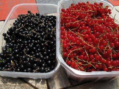 Récolte de fruits rouges