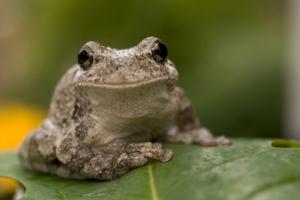 Un mariage de grenouilles pour apporter la mousson grenouille (illustration)