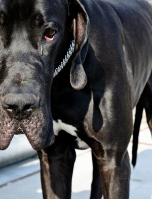 Un « chien renifleur » de l’armée américaine survit après avoir avalé une bombe chien (illustration)