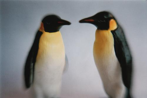 Penguins par feaverish