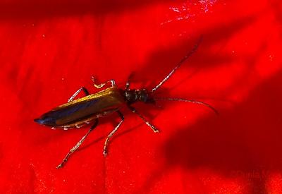 Les photos du jour: 30 juin 2009 30609insecte1.1246357898.jpg