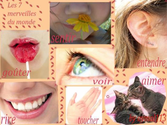 Cuisses de poulet aux petites carottes/Tag Marishka 1824855567small3.jpg