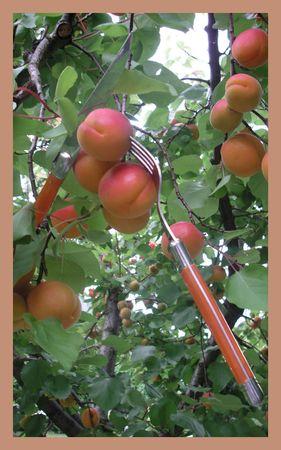 Mon blog fête son anniversaire... 2009_06_30_table_provencale1