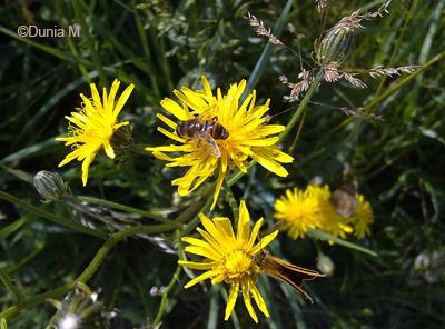 Photos du jour: 1er juillet 2009 1709insecte5.1246455761.jpg