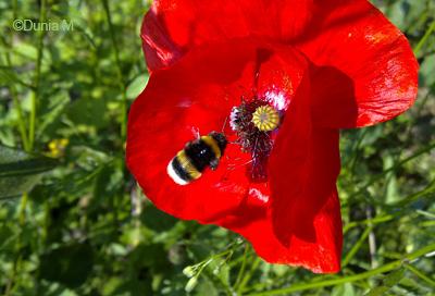 Photos du jour: 1er juillet 2009 1709insecte1.1246455643.jpg