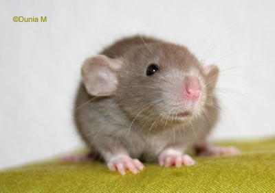 Raton femelle dumbo lisse de couleur mink à 28 jours