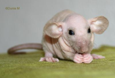 Raton femelle dumbo double-rex de couleur mink à 28 jours