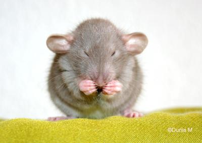 Raton mâle dumbo lisse de couleur mink à 28 jours