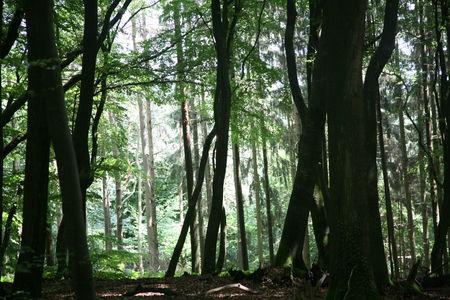 du bonheur à partager et un peu de chocolat IMG_4791