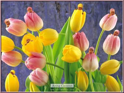 De si beaux bebes , des bouts de chou si mimi De si beaux bebes , des bouts de chou si mimi