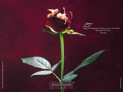 De si beaux bebes , des bouts de chou si mimi De si beaux bebes , des bouts de chou si mimi