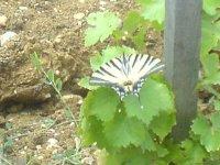 Un joli papillon machaon dans les jeunes vignes du Château Mirebeau