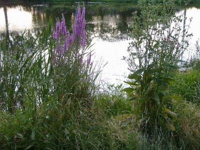 un samedi soir sur l'estuaire un samedi soir sur l'estuaire