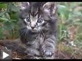 Video: Les aventures du chaton mignon + les chats et les cameras