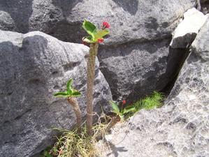 MADAGASCAR 6 : LES GRANDS TSINGY MADAGASCAR 6 : LES GRANDS TSINGY