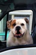 Douglas Kennedy un peu chien, Tori Spelling et les sportifs dans le texte...