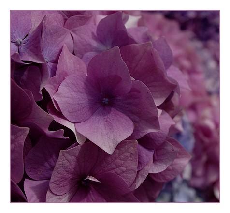 hortensias-saint-egarec-L-3.jpeg