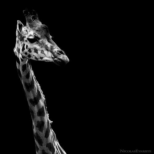 Giraffa Camelopardalis  par Nicolas Evariste