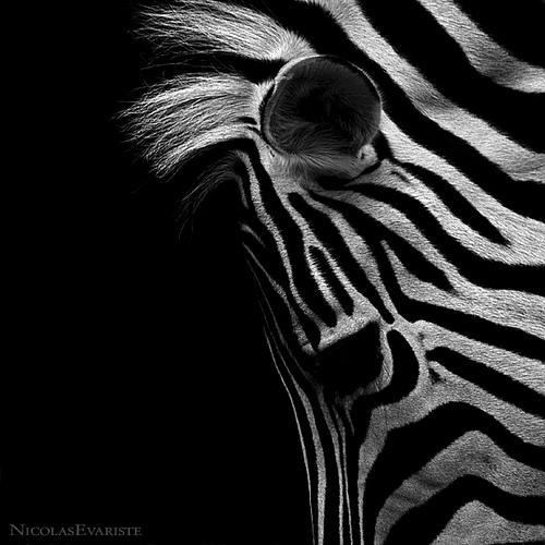 Zebra II par Nicolas Evariste