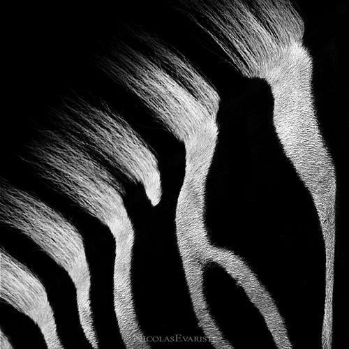 Zebra par Nicolas Evariste